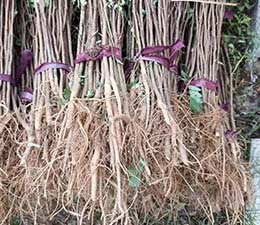 紫穗槐种植基地